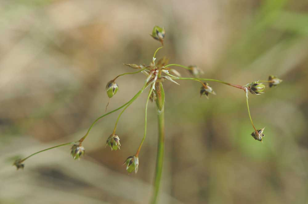 Luzula-pilosa.jpg