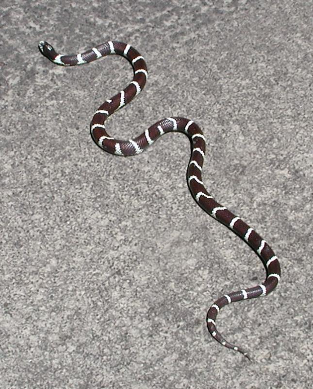 Common Kingsnake