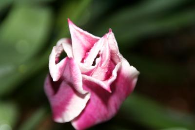 Tulip Wonder