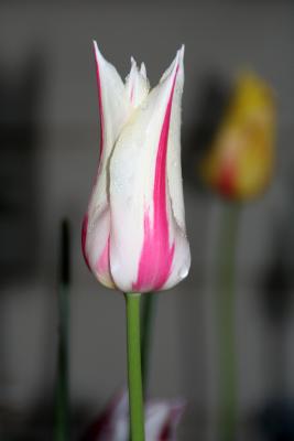 Tulip Wonder