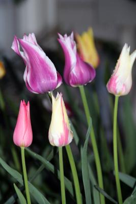 Tulip Wonder