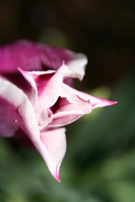 Tulip Wonder