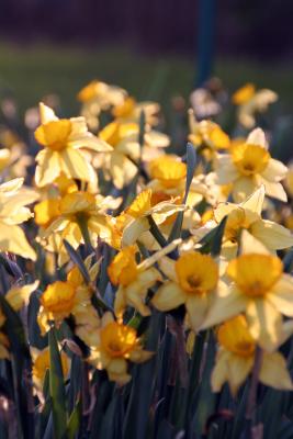 Yellow Daffy