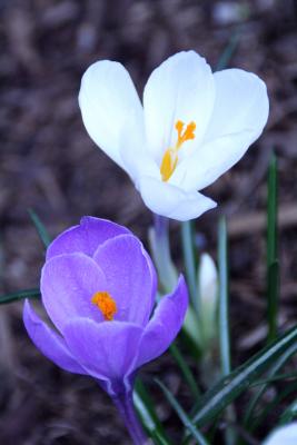 Crocus