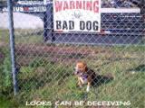 BAD DOG BUDDY