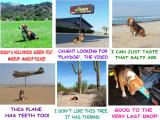 TRIP COLLAGE