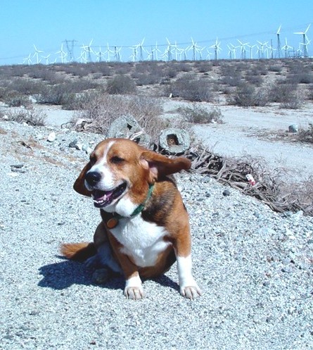 I CAN HOOK-UP THESE EARS, I CAN GENERATE POWER TOO