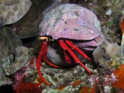 red reef hermit