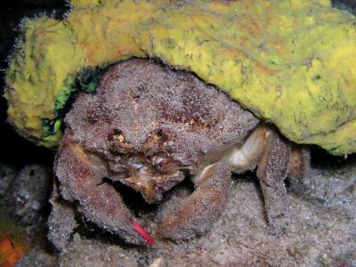 sponge crab