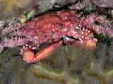 red-ridged clinging crab