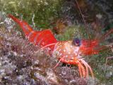 red night shrimp