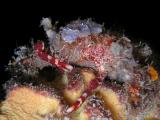 speck-claw decorator crab