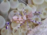 spotted cleaner shrimp