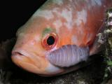 creolefish with isopod