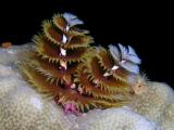 christmas tree worm