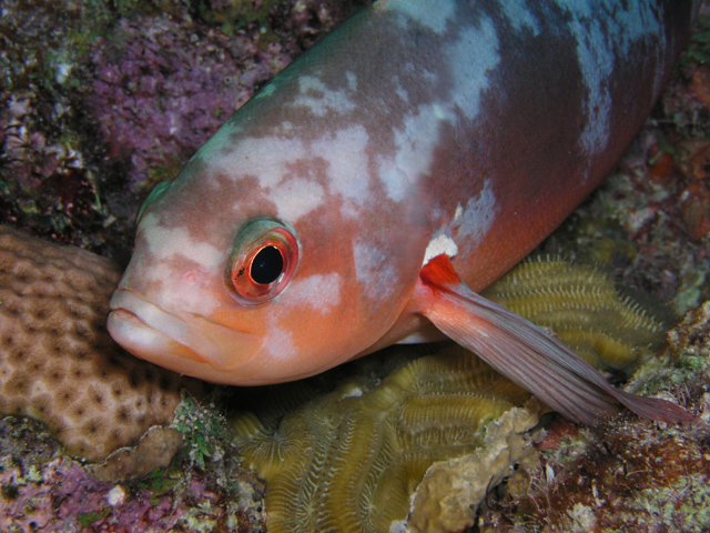 creolefish