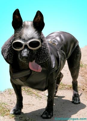 aviator
