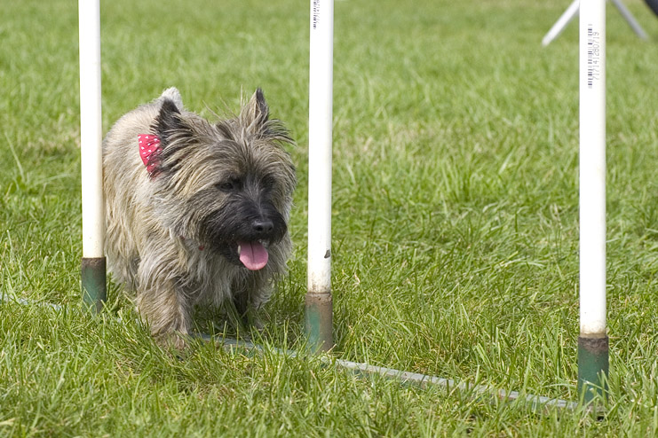 CairnTerrier