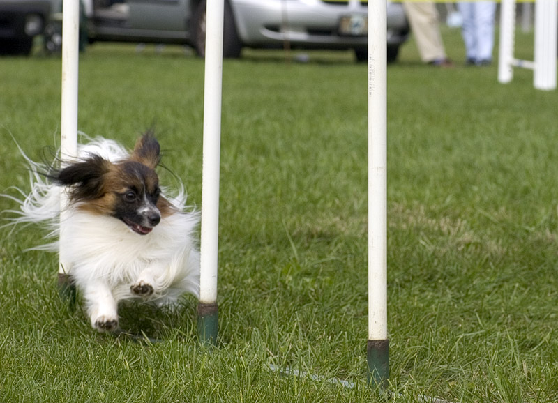Papillon