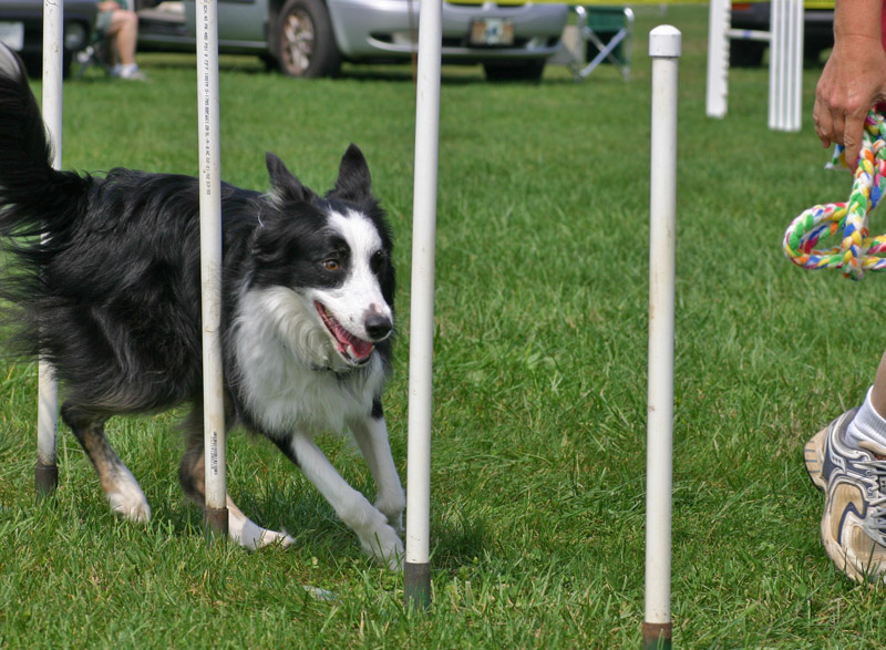 Border Collie