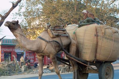 A common mode of goods transportation . . . camel