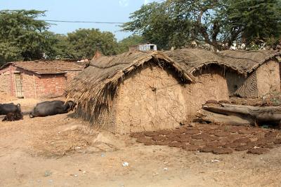 Typical village mud-houses and cow-dung cakes