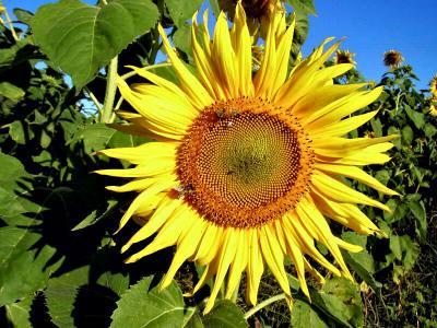 Sunflower2.jpg