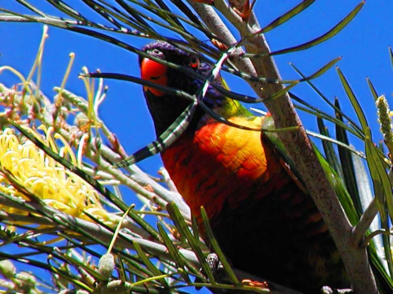 Lorikeet High crop.jpg