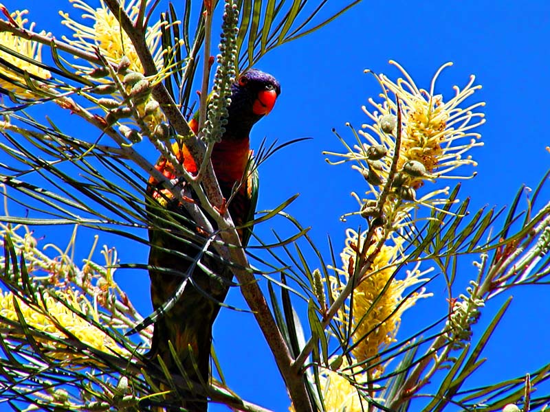 Lorikeet High2.jpg