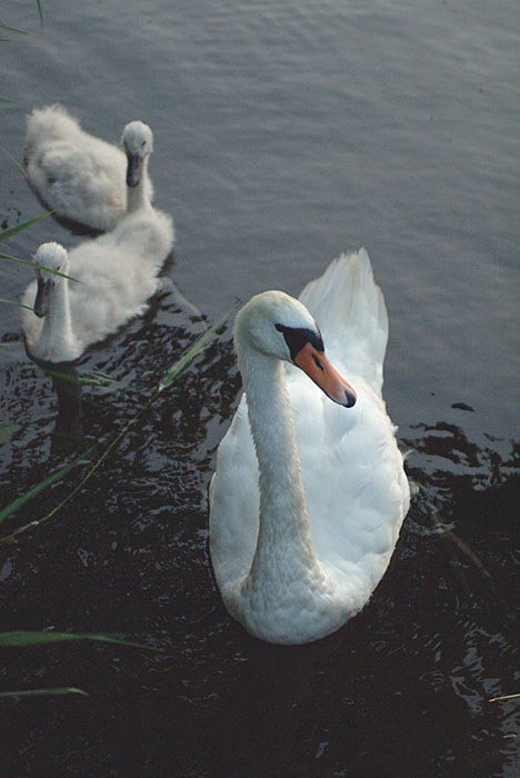 DSCF4189.jpg