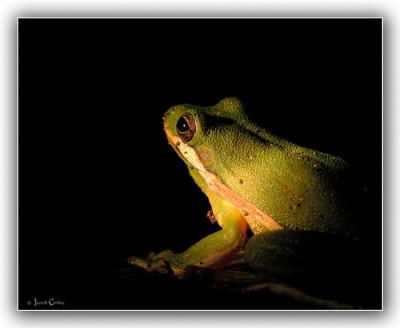 Green Tree Frog