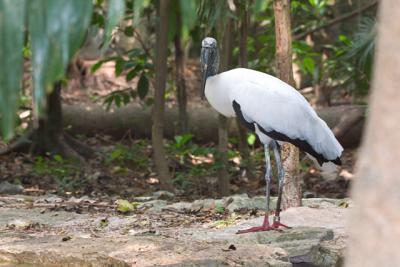 Wood Stork