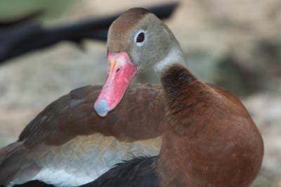 Black-Bellied Whistling Duck