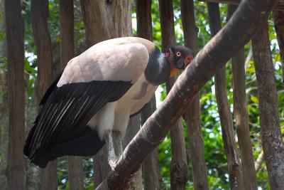 King Vulture