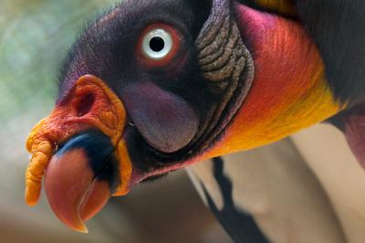 King Vulture