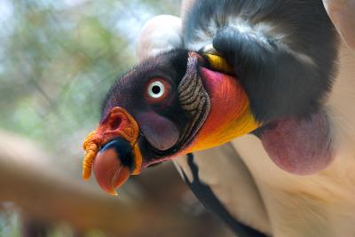 <!-- CRW_8312.jpg -->King Vulture