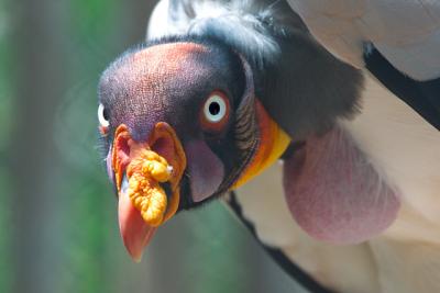 King Vulture