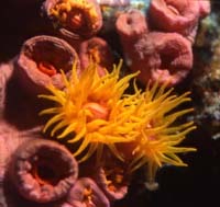 Cup Coral