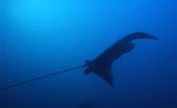 Eagle Ray