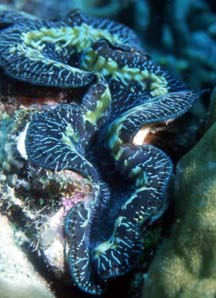 u29/jbelchamber/upload/17357808.Giant_Clam.JPG