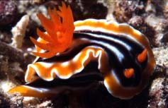 Joshi Magnificant Slug