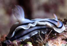 u29/jbelchamber/upload/17357810.Joshi_mag_slug2.JPG