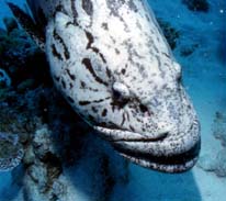 Potato Cod