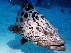 Potato Cod