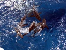 Surface Sharks