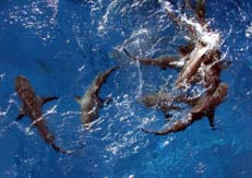 Surface Sharks