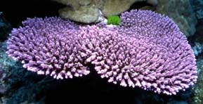 Table Coral