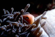 u29/jbelchamber/upload/17357816.anemone1.JPG