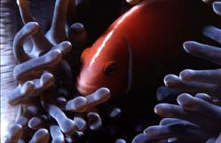 u29/jbelchamber/upload/17357817.anemone2.JPG