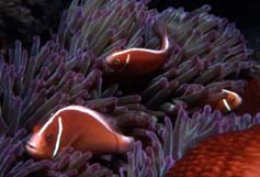 u29/jbelchamber/upload/17357818.anemone3.JPG